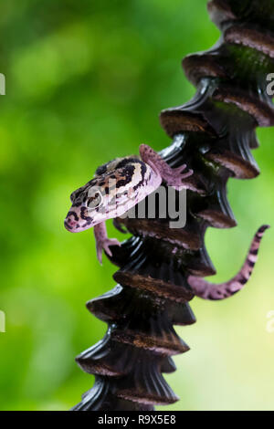 Tropische gebändert Gecko, Costa Rica Stockfoto