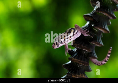 Tropische gebändert Gecko, Costa Rica Stockfoto