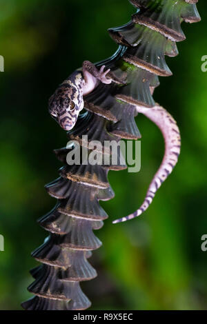 Tropische gebändert Gecko, Costa Rica Stockfoto