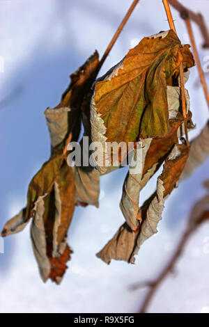 Verdorrte Ahornblätter close-up auf unscharfen Hintergrund im Winter. Zwei iso-Foto. Stockfoto