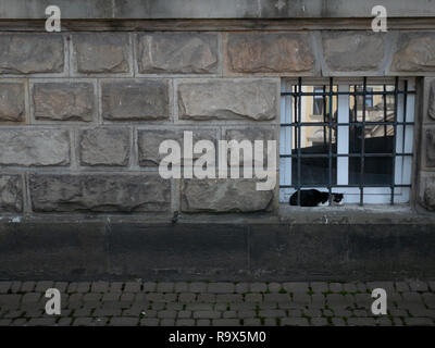Big Stone block Wand mit schwarzen und weißen heimatlose Katze schlafen hinter dem Gitter am Fenster Stockfoto