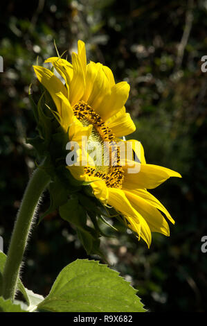 Helianthus sp.; Sonnenblumen in Swiss Cottage Garten, Walenstadt Stockfoto