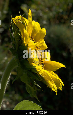 Helianthus sp.; Sonnenblumen in Swiss Cottage Garten, Walenstadt Stockfoto