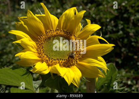 Helianthus sp.; Sonnenblumen in Swiss Cottage Garten, Walenstadt Stockfoto