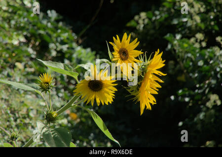 Helianthus sp.; Sonnenblumen in Swiss Cottage Garten, Walenstadt Stockfoto