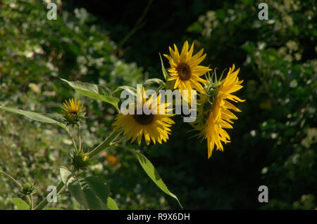 Helianthus sp.; Sonnenblumen in Swiss Cottage Garten, Walenstadt Stockfoto