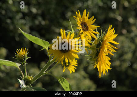 Helianthus sp.; Sonnenblumen in Swiss Cottage Garten, Walenstadt Stockfoto