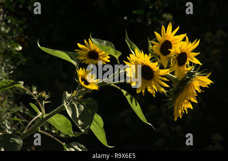 Helianthus sp.; Sonnenblumen in Swiss Cottage Garten, Walenstadt Stockfoto