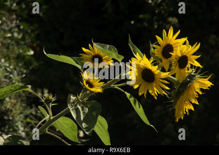 Helianthus sp.; Sonnenblumen in Swiss Cottage Garten, Walenstadt Stockfoto