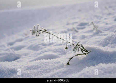 Anlage auf einer Wiese im Winter Stockfoto