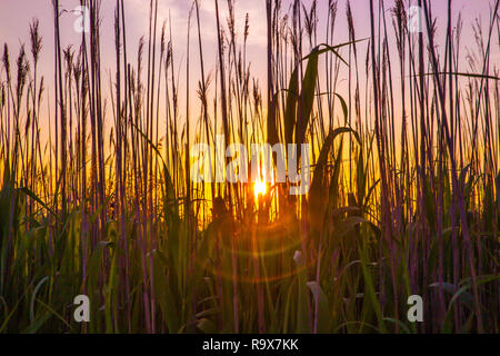 Hohes Gras und Schilf mit Sonnenuntergang von der Küste von Long Island NY gesehen Stockfoto