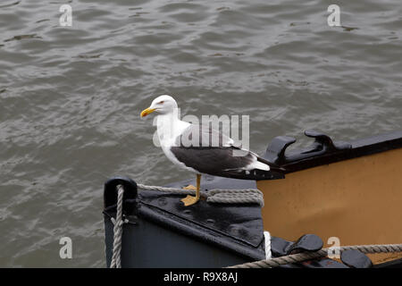 Eine Silbermöwe (Larus argentatus) Sitzstangen auf dem Bug eines Bootes. Stockfoto