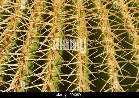 Barrel Cactus Nahaufnahme Stockfoto