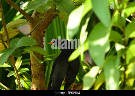 Schöner Vogel in der Natur Stockfoto