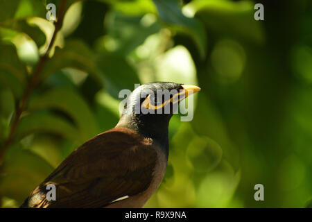 Eine Nahaufnahme von Myna Bird sitzen herüber in das wilde Grün Stockfoto