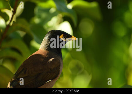 Eine Nahaufnahme von Myna Bird sitzen herüber in das wilde Grün Stockfoto