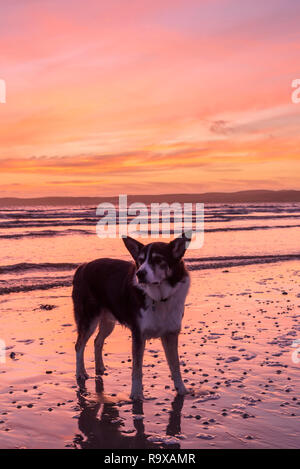 Cooper, Sonnenuntergang über Loch Indaal, in der Nähe von Bridgend, Islay, Innere Hebriden, Argyll and Bute, Schottland Stockfoto