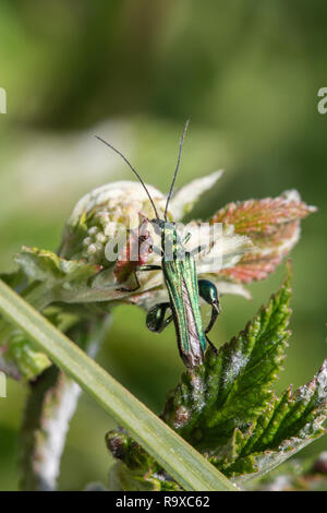 Männliche Blüte Käfer auf einer Anlage Stockfoto