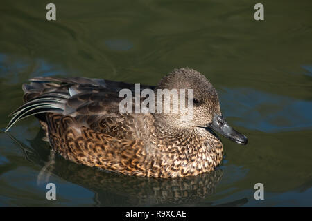 Falcated​ Ente schwimmen in einem See Stockfoto