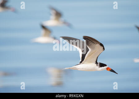 Eine Herde schwarzer Schaumlöffel fliegt Vergangenheit Parrish Park in Titusville, Florida, West von Merritt Island. Stockfoto