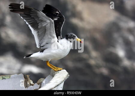 Die belcher Gull, Larus belcheri, Pucusana Peru Stockfoto