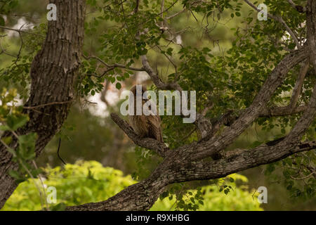 Südamerikanische great horned Owl im Pantanal Stockfoto