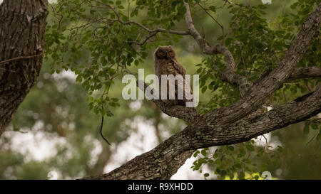 Südamerikanische great horned Owl im Pantanal Stockfoto