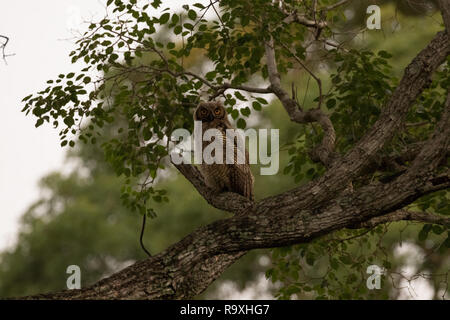 Südamerikanische great horned Owl im Pantanal Stockfoto