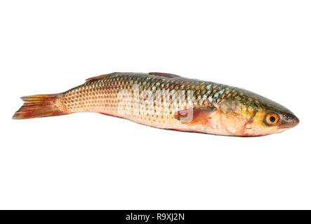 Frische Fische pelengas auf weißem Hintergrund Stockfoto