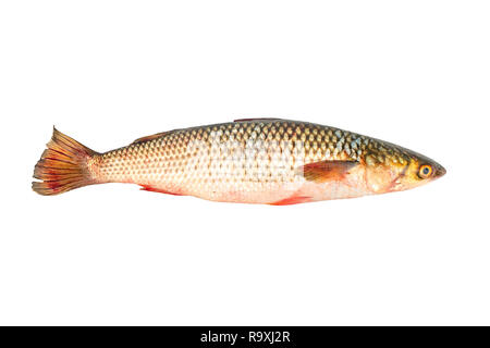 Frische Fische pelengas auf weißem Hintergrund, Ansicht von oben Stockfoto