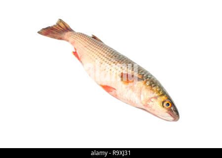 Frische Fische pelengas auf weißem Hintergrund Stockfoto