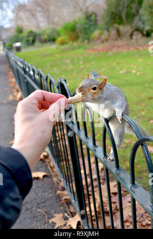 Graue Eichhörnchen (Östliches graues Eichhörnchen/graue Eichhörnchen Sciurus carolinensis). Großbritannien Stockfoto