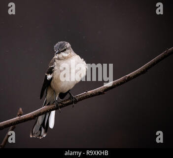 Vogel thront im Regen Stockfoto