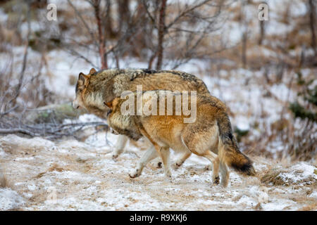 Wolf Pack läuft in den Wald im Winter Stockfoto