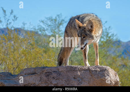 Coyote Drehen auf einem Felsen in der Wüste Südwesten Stockfoto