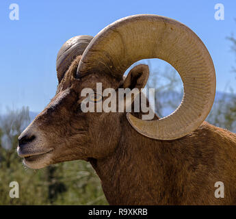 Desert Bighorn Schafe Ram Portrait Stockfoto