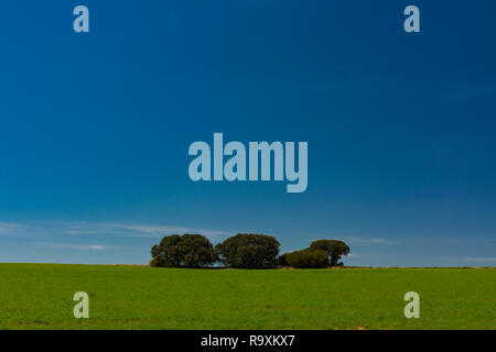 Minimalistisches Bild von einem Getreidefeld und einer Gruppe Von Steineichen unter einem blauen Himmel Stockfoto