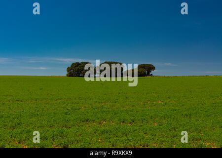 Minimalistisches Bild von einem Getreidefeld und einer Gruppe Von Steineichen unter einem blauen Himmel Stockfoto