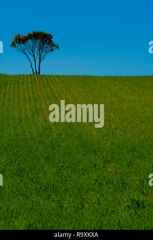 Minimalistisches Bild von einem grünen Getreidefeld und einem Steinchen Eiche unter einem blauen Himmel Stockfoto