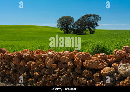 Einige Steineichen in einem grünen Getreidefeld geschützt durch eine Steinmauer im Vordergrund, mit blauem Himmel ein sonniger Tag Stockfoto