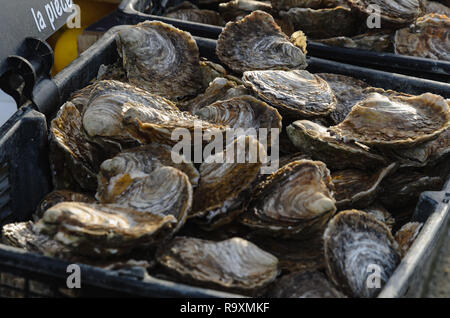 Frische Austern, Shell im Counter in Kunststoffkästen auf dem Markt. Austern zum Verkauf an der Seafood Market. Close Up. Stockfoto