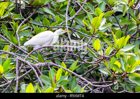 Schönen weißen Vogel oder Seidenreiher Egretta garzetta auf Ast Stockfoto