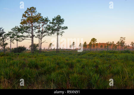 Sonnenaufgang an der drei Seen Wildlife Management Area südlich von Orlando, Florida. Dieses seltene Ökosystem ist die Heimat von mehreren bedrohten Arten. Stockfoto