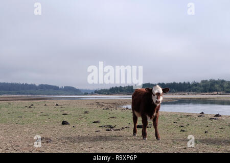 Lago Penuelas, nationale Reserve in Chile, in der Nähe von Valparaiso Stockfoto