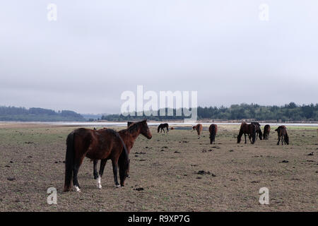 Lago Penuelas, nationale Reserve in Chile, in der Nähe von Valparaiso Stockfoto