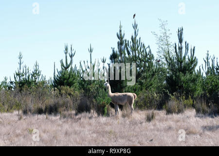 Lago Penuelas, nationale Reserve in Chile, in der Nähe von Valparaiso Stockfoto