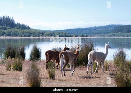 Lago Penuelas, nationale Reserve in Chile, in der Nähe von Valparaiso Stockfoto