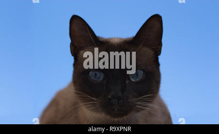 Nahaufnahme einer braunen Siamkatze Rasse Katze mit blauen Augen mit einem komplett blauen Himmel Hintergrund Stockfoto