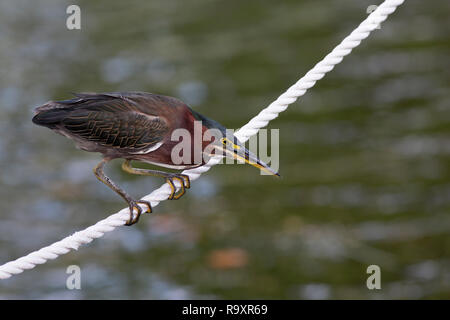 Green Heron (Butorides Virescens) auf den Seilen von einem Boot Linie in einem Dock in Südflorida Konzentration auf Fische im Wasser unten Stockfoto