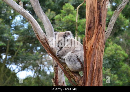 Koala auf Phillip Island Stockfoto